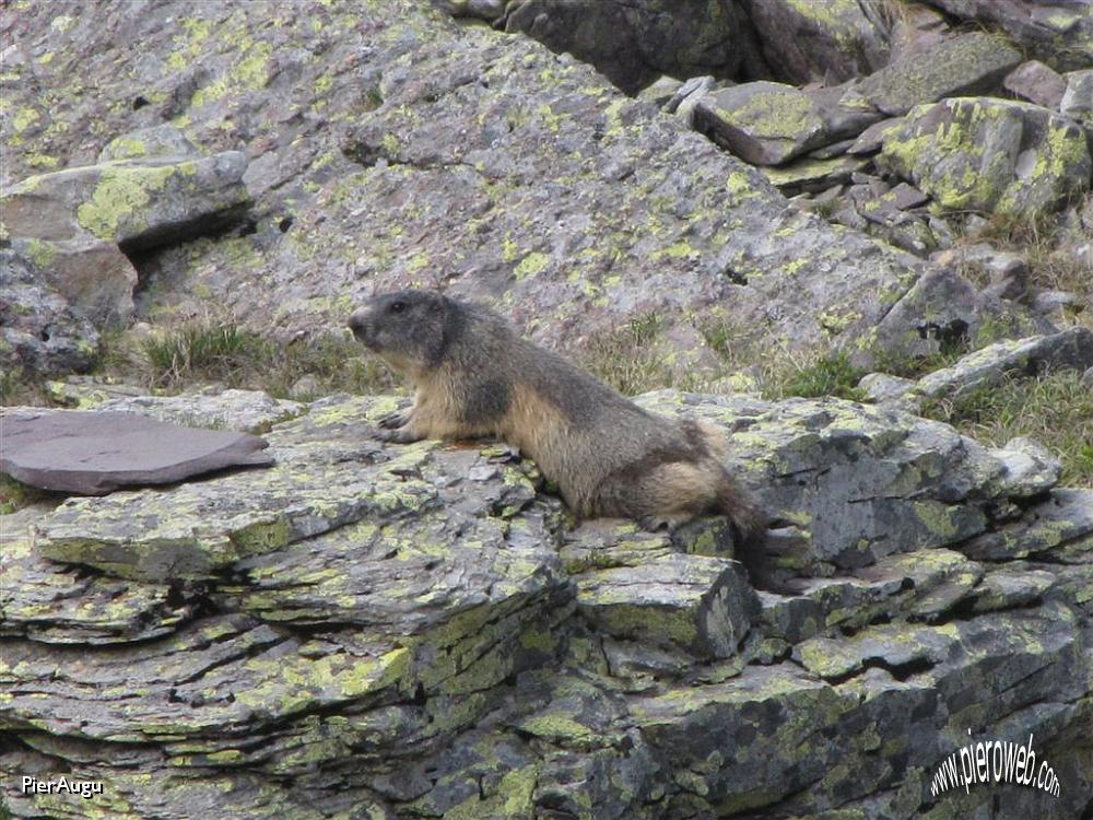 50 marmotta.JPG